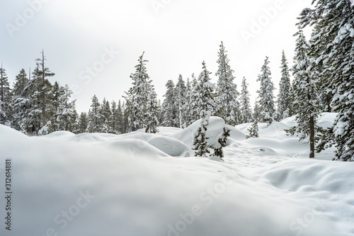 Bosques de Nieve © Miguel