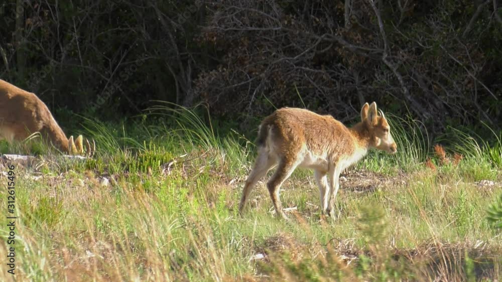 Young spanish wild goat with mother in natural environment, Iberian Ibex Young spanish wild goat with mother in natural environment, Iberian Ibex