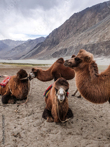 camel family resting in sand at let ladakh