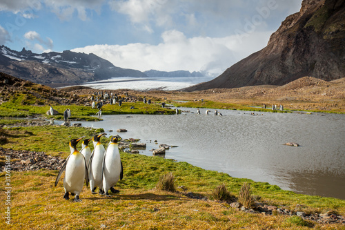 King Penguins, adults and chicks, South Georgia, Antarctica photo