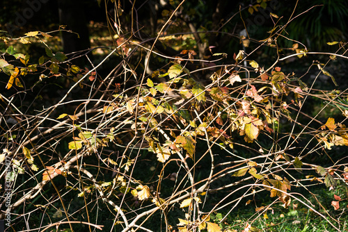 Green leaves on thin branches of rhus aromatica