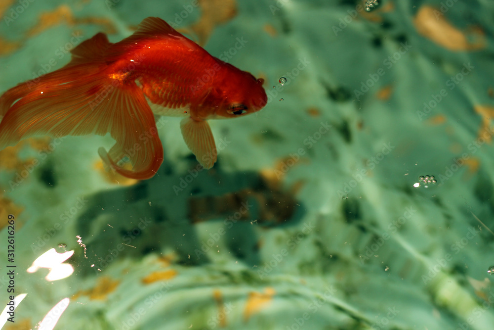 緑色のタイルの水槽で泳ぐ赤色の金魚 Stock Photo Adobe Stock