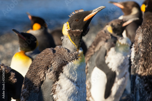 King Penguins, adults and chicks, South Georgia, Antarctica photo