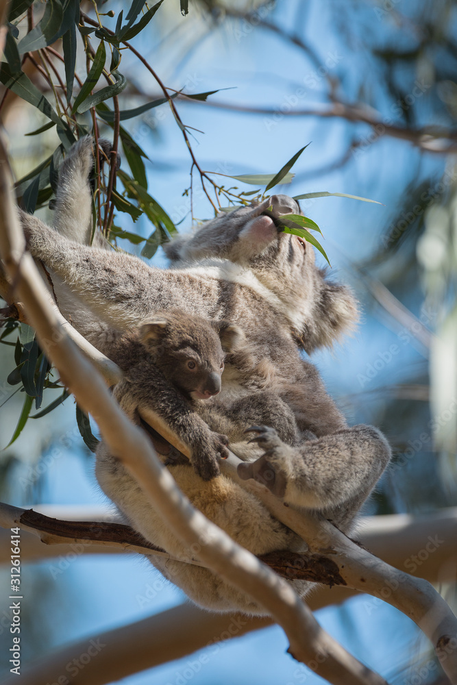 A koala with joey, Phascolarctos cinereus, eating in a eucalyptus tree. A koala with joey, Phascolarctos cinereus, eating in a eucalyptus tree.