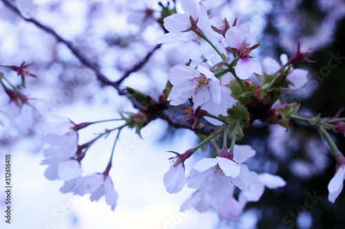 曇り空と薄紫の桜