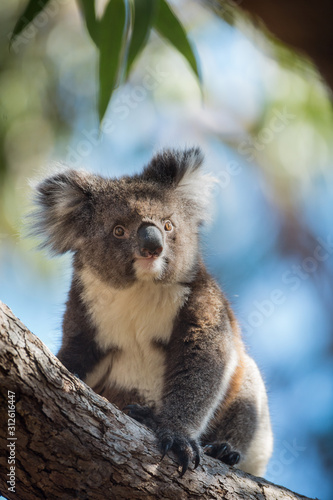 Fototapeta Naklejka Na Ścianę i Meble -  A koala, Phascolarctos cinereus, sitting upright in a  tree.
