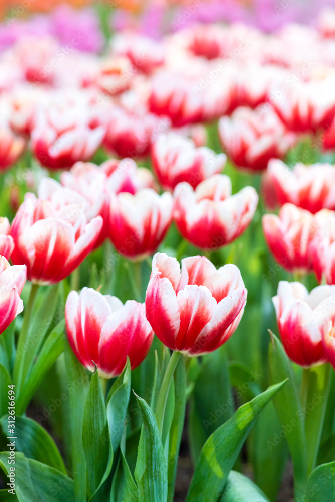 Fototapeta premium tulip flower