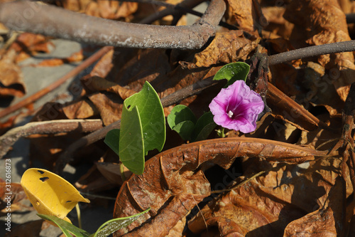 Beach Morning Glory, Seaside Morning Glory