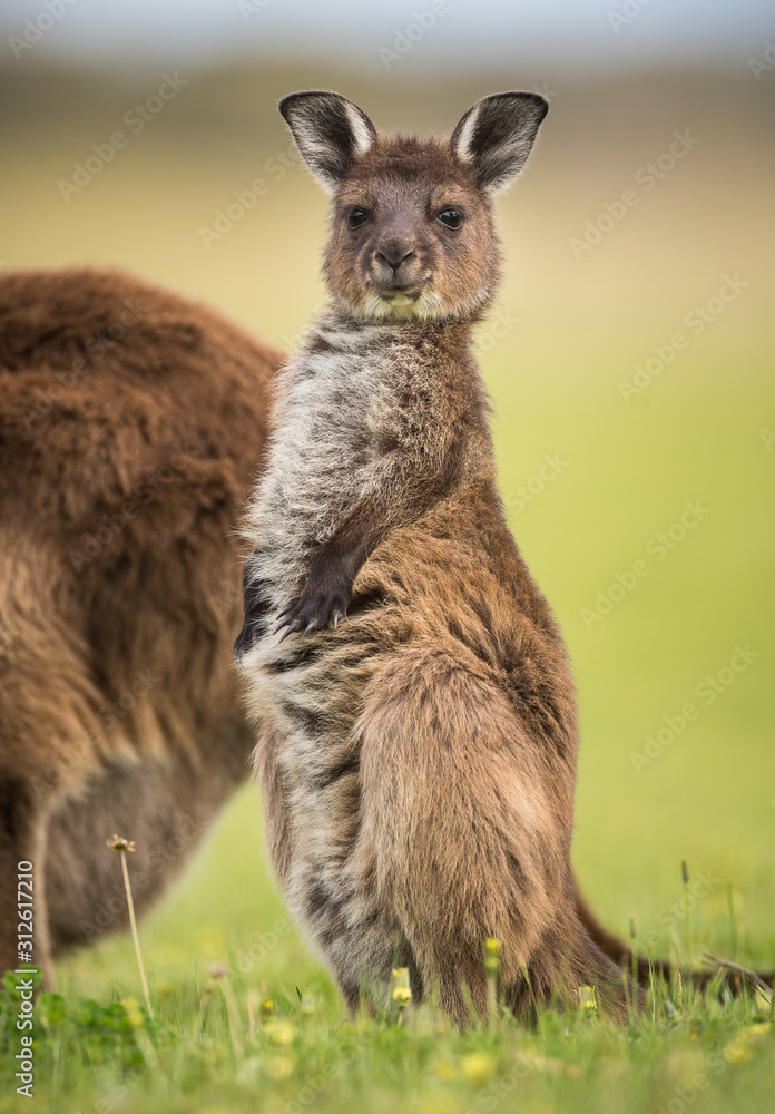 A joey western grey kangaroos. Macropus fuliginosus, subspecies Kangaroo Island kangaroo, standing in the grass. A joey western grey kangaroos. Macropus fuliginosus, subspecies Kangaroo Island kangaroo, standing in the grass.