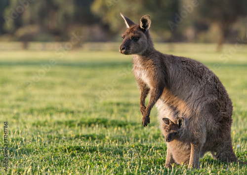 A western grey kangaroo with joey looking out of the pouch, Macropus fuliginosus, subspecies Kangaroo Island kangaroo. photo