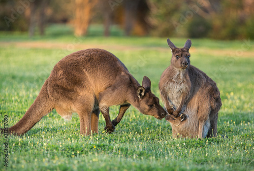 A western grey kangaroo with joey looking out of the pouch and male smelling the baby, Macropus fuliginosus, subspecies Kangaroo Island kangaroo.