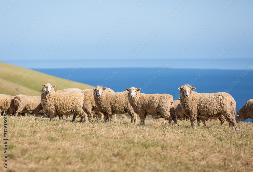 A herd of sheep grazing along the coastline. A herd of sheep grazing along the coastline.