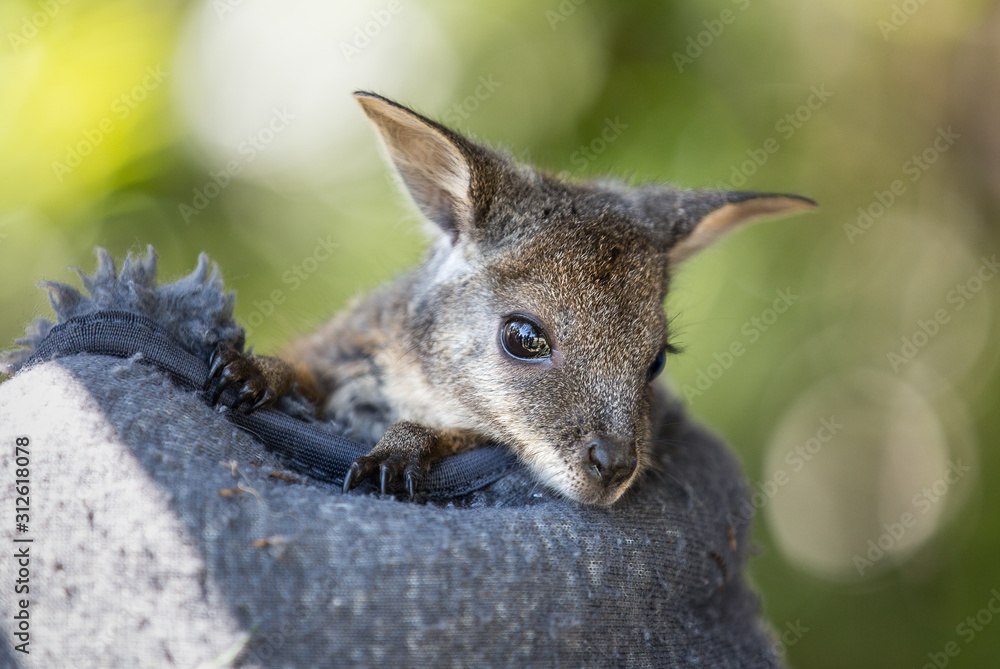 A rescued tammar wallaby, Macropus eugenii, in a fabric patch. - obrazy, fototapety, plakaty 