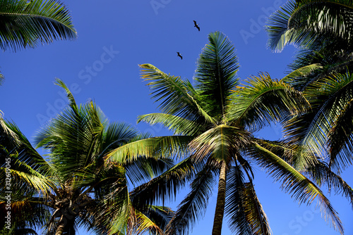 Coconut trees  blue skys  birds  tropical island  Puerto Rico