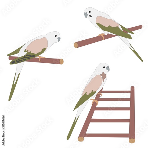 Set of three cute parrot birds sitting on branch and ladder