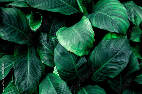 Wallpaper Mural leaves of Spathiphyllum cannifolium, abstract green texture, nature background, tropical leaf Torontodigital.ca