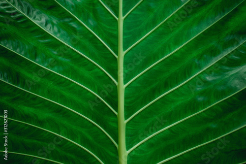 abstract green leaves texture  nature background  dark tone wallpaper