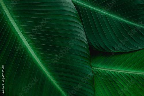 tropical banana leaf texture in garden, abstract green leaf, large palm foliage nature dark green background