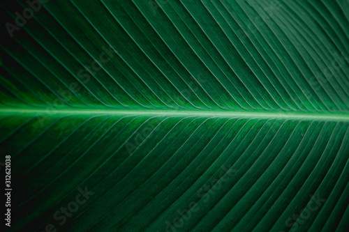 tropical banana leaf texture in garden, abstract green leaf, large palm foliage Fototapete