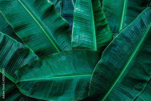 tropical banana leaf texture in garden, abstract green leaf, large palm foliage nature dark green background