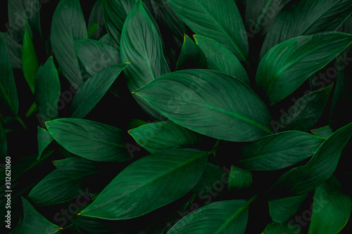 abstract green leaves texture, nature background, dark tone wallpaper