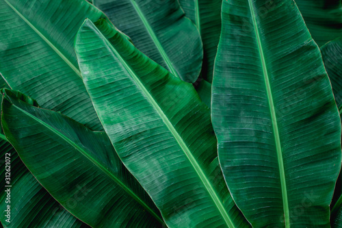 tropical banana leaf texture in garden  abstract green leaf  large palm foliage nature dark green background
