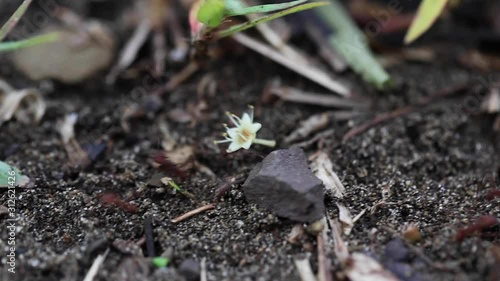 Leaf-cutter Ants Carrying Flowers
