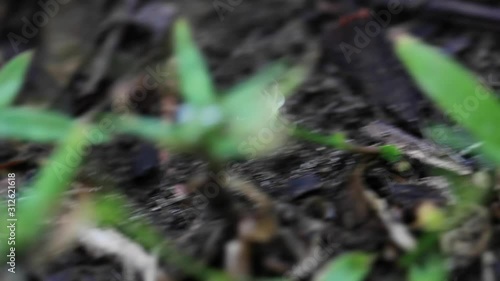Leaf-cutter Ants Carrying Flowers