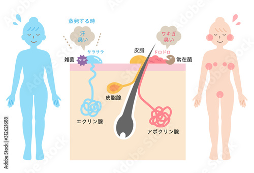 体臭の原因と汗腺　肌の断面図 photo