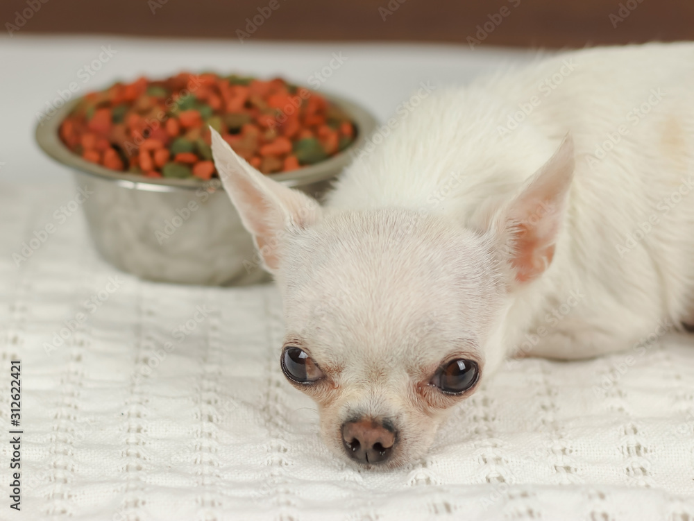 White short hair Chihuahua dog lying down on white cloth with dog food bowl beside her and ignoring it.