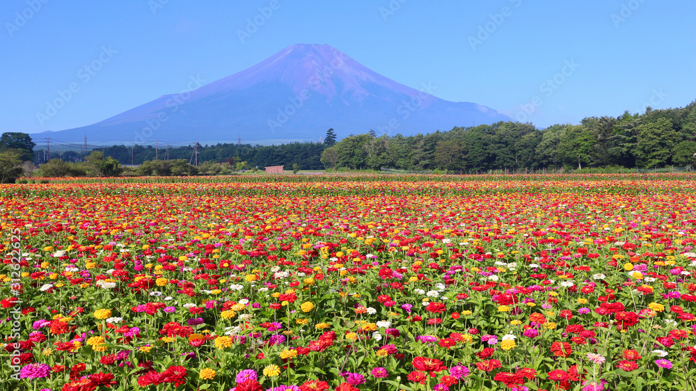山中湖村　富士山と満開の百日草