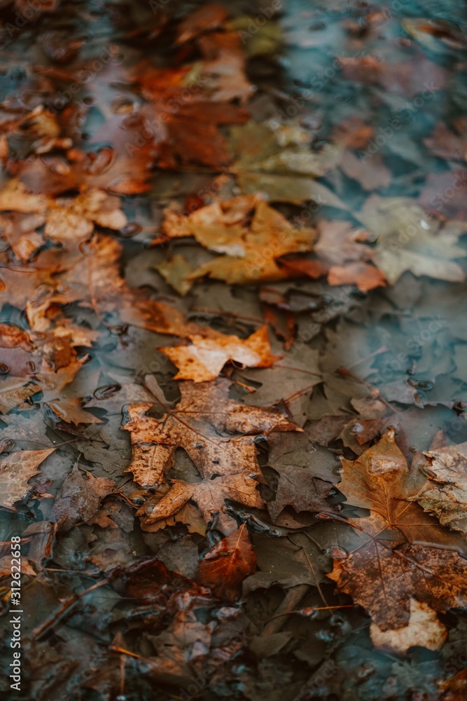 Autumn in London | Water Reflection