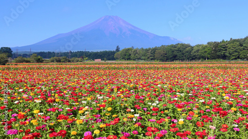 山中湖村 富士山と満開の百日草