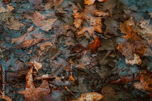 Autumn in London | Water Reflection