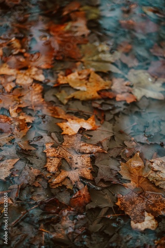 Autumn in London | Water Reflection