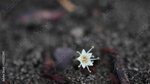 Leaf-cutter Ants Carrying Flowers