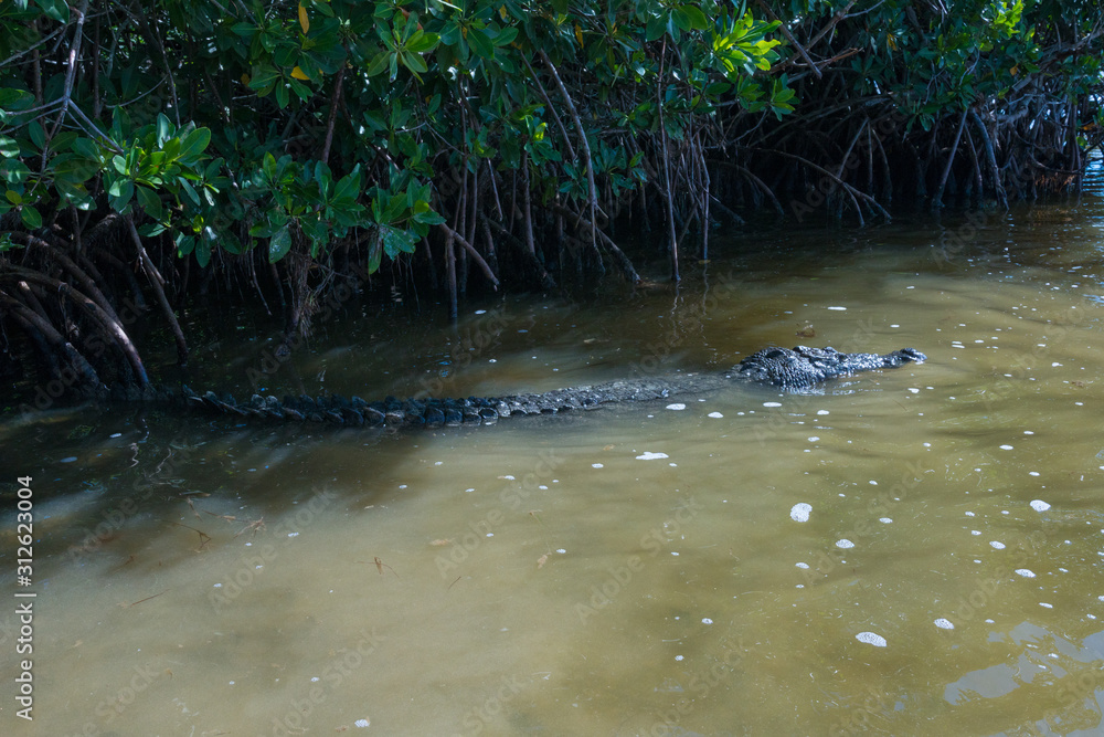 crocodile in the water crocodile in the water