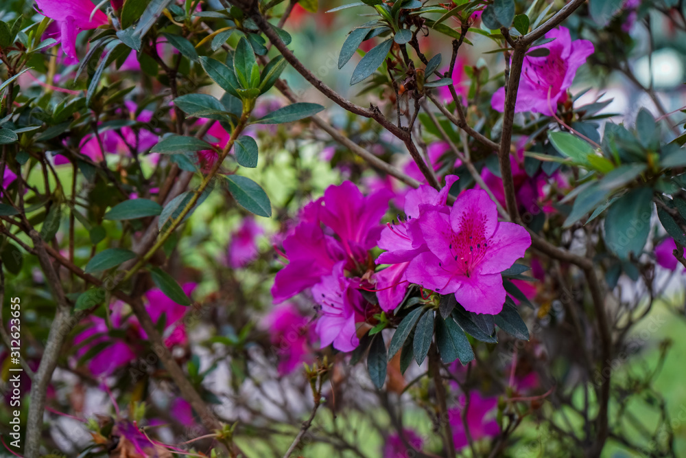 Beautiful Flowers full of colors from Costa Rica Beautiful Flowers full of colors from Costa Rica