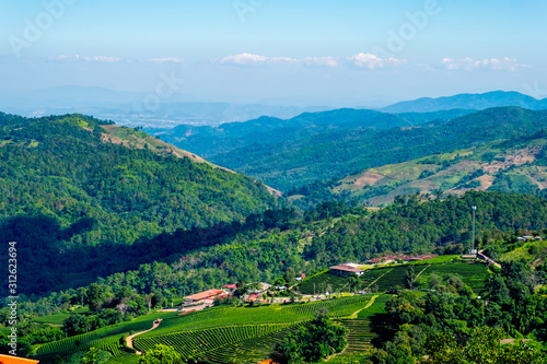 Tea Plantation on highland. Doi Mae Salong, Chiang Rai, Thailand.