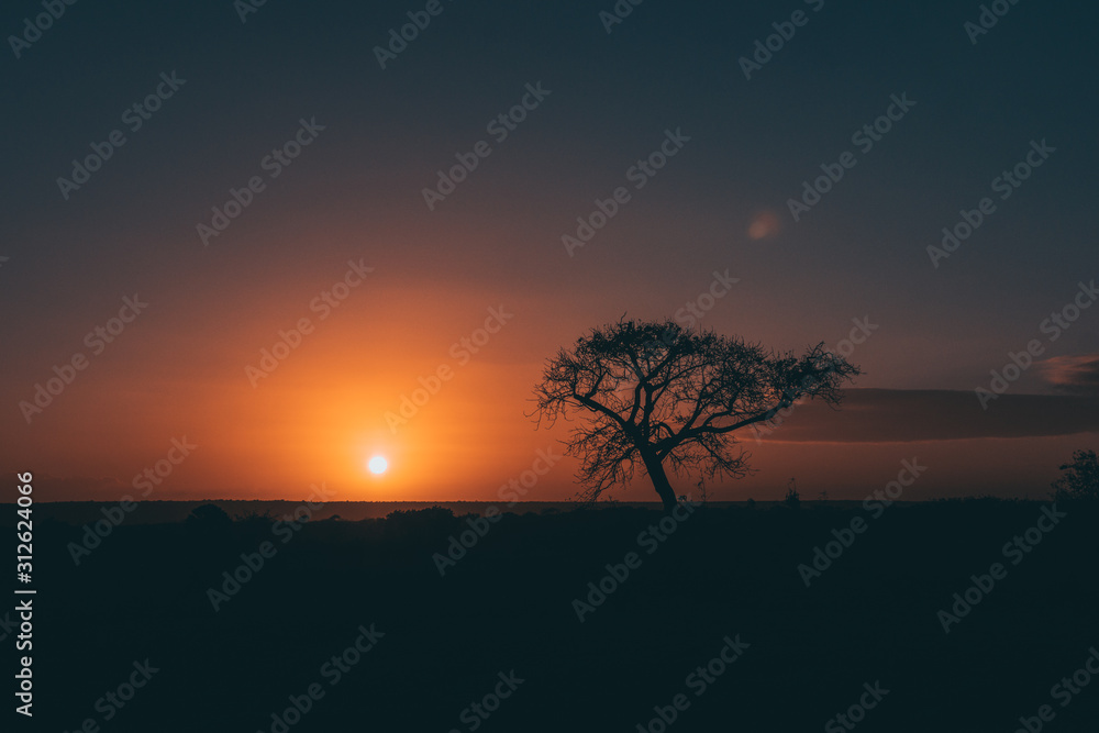 silhouette of the tree
