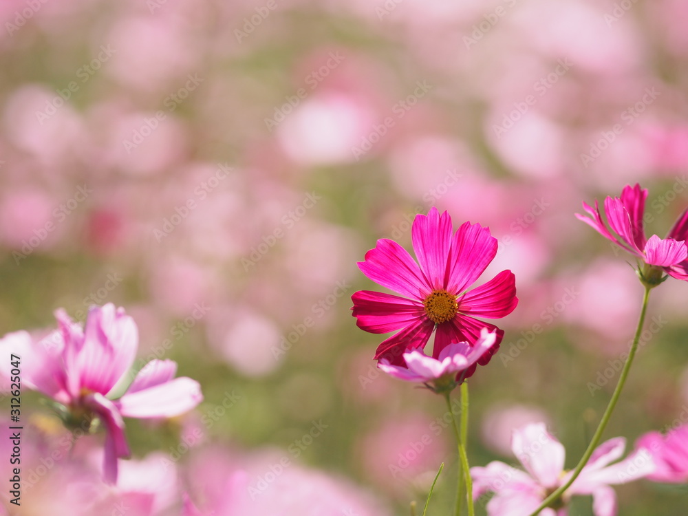 Pink Sulfur Cosmos, Mexican Aster flowers are blooming beautifully in the garden, blurred of nature background