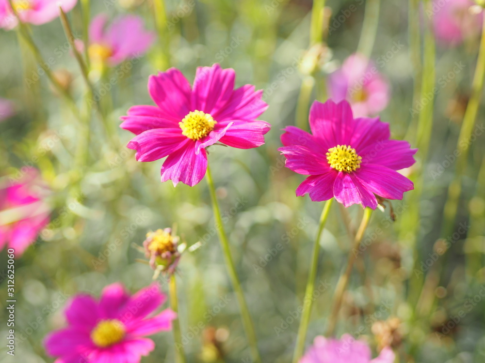 Pink Sulfur Cosmos, Mexican Aster flowers are blooming beautifully in the garden, blurred of nature background Pink Sulfur Cosmos, Mexican Aster flowers are blooming beautifully in the garden, blurred of nature background