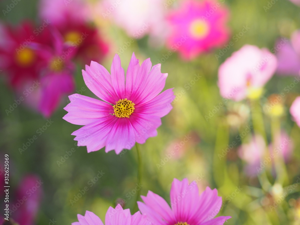 Pink Sulfur Cosmos, Mexican Aster flowers are blooming beautifully in the garden, blurred of nature background