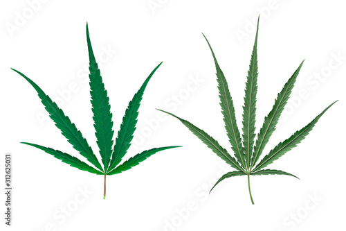 Freedom nature of Cannabis leaf on isolated white background. Marijuana leaf of the theme of legalization and medical hemp in the world. The front and back of the cannabis leaf.