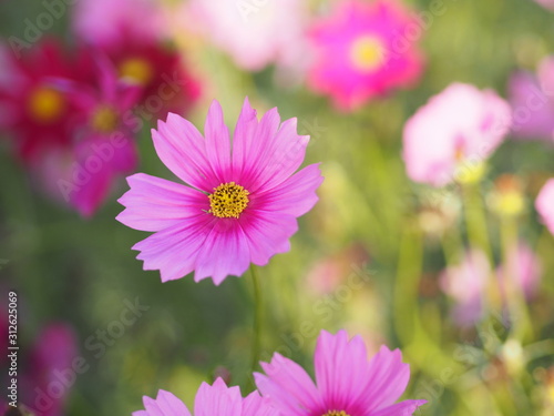 Pink Sulfur Cosmos  Mexican Aster flowers are blooming beautifully in the garden  blurred of nature background