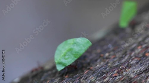 Leaf-cutter Ants