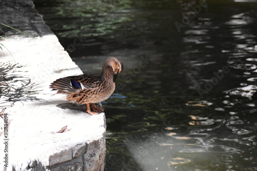 A female mallard duck standing on a stone wall on the edge of a river