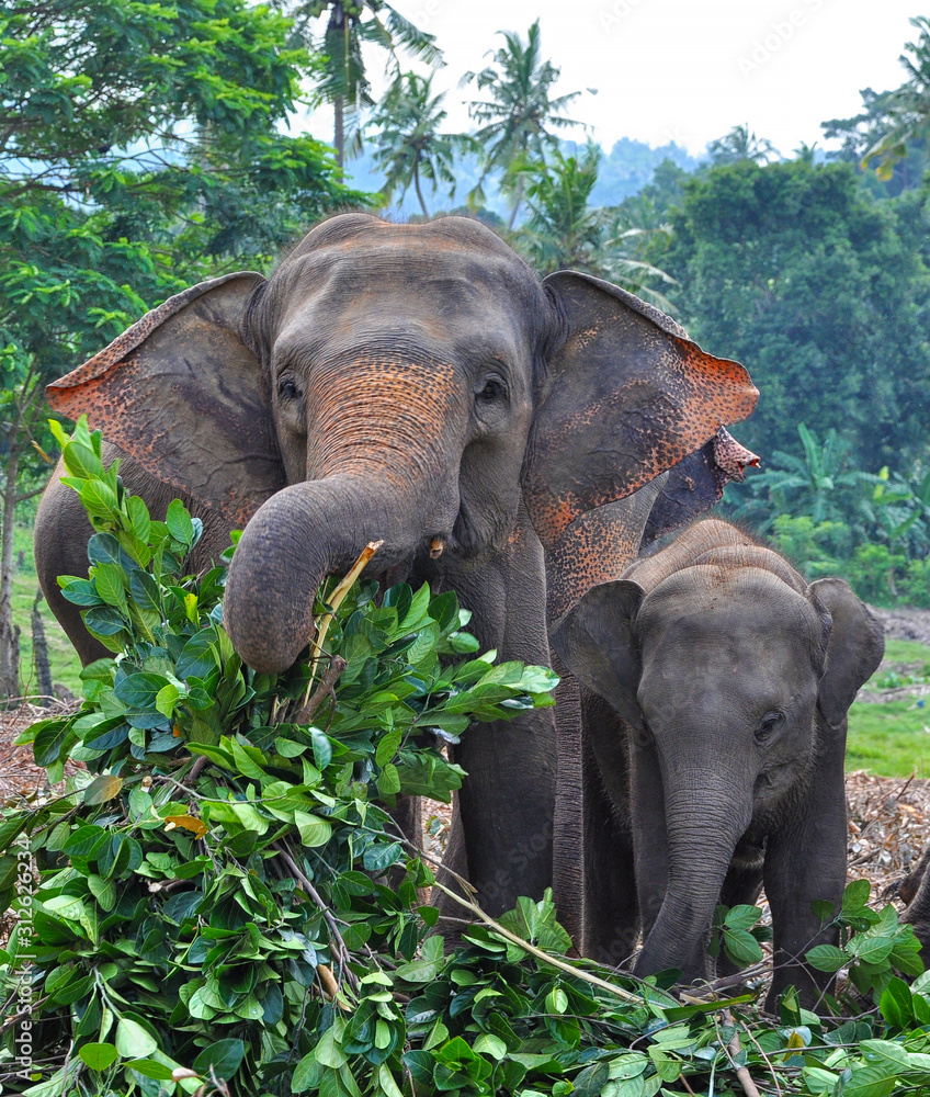 Fototapeta premium Asian elephant female and baby, Sri Lanka