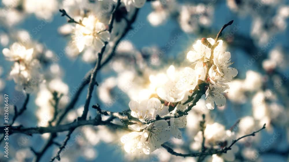 4K apricot flowers blooming in spring 4K apricot flowers blooming in spring