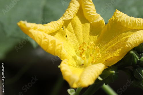 Close up of Pumpkin flower